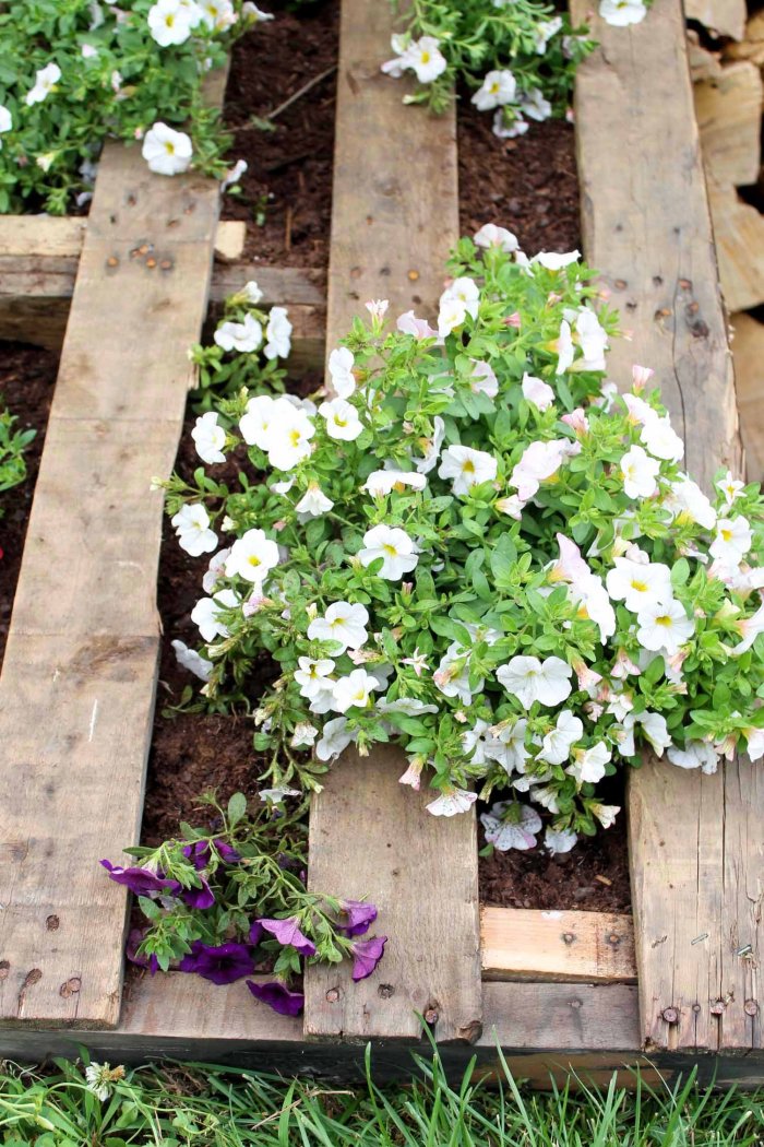 Let your plants sit horizontally for the roots to take hold for about a week. (Photo courtesy of Angie Holden/The Country Chic Cottage)